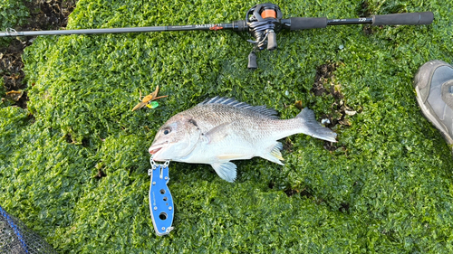 キビレの釣果