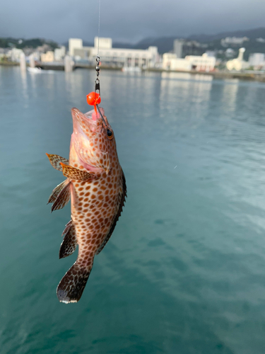 オオモンハタの釣果