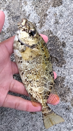 ヒメアイゴの釣果