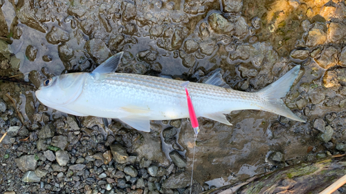 ボラの釣果