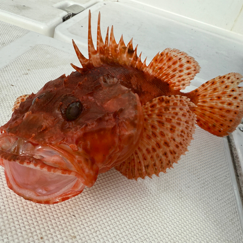 イズカサゴの釣果