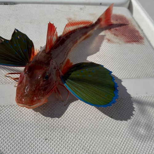 ホウボウの釣果