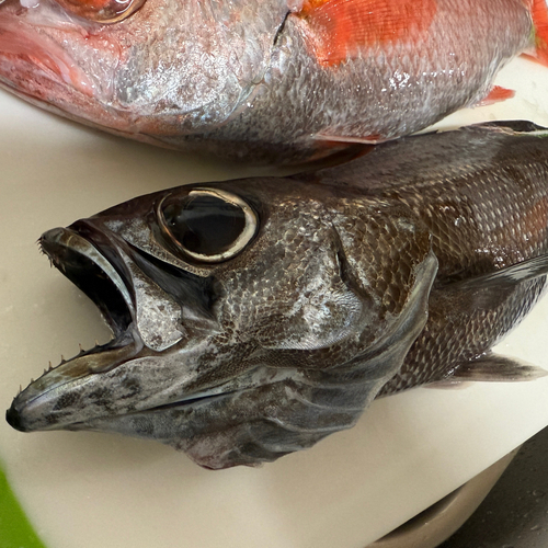 ムツの釣果