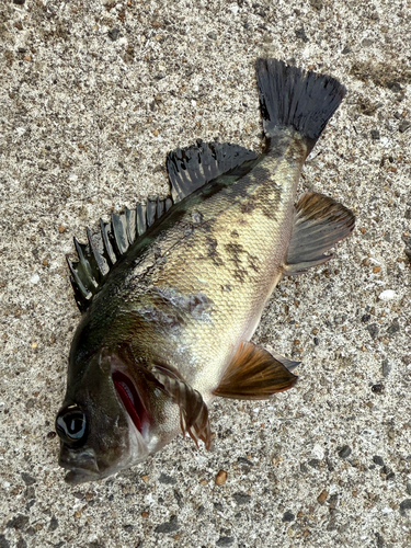 メバルの釣果