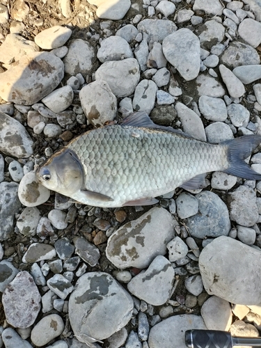 ヘラブナの釣果