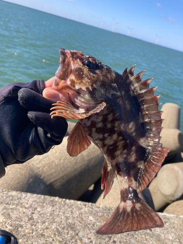 カサゴの釣果