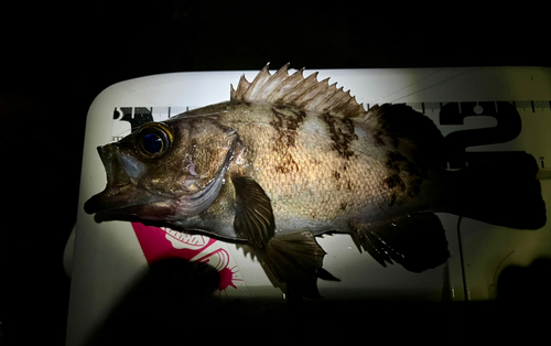 クロメバルの釣果