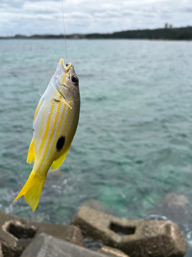 釣果