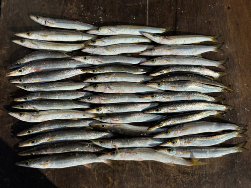 アカカマスの釣果