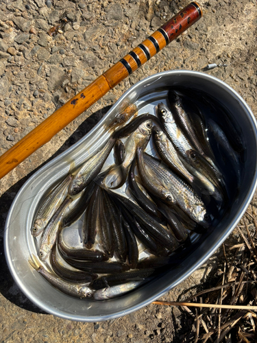 タモロコの釣果