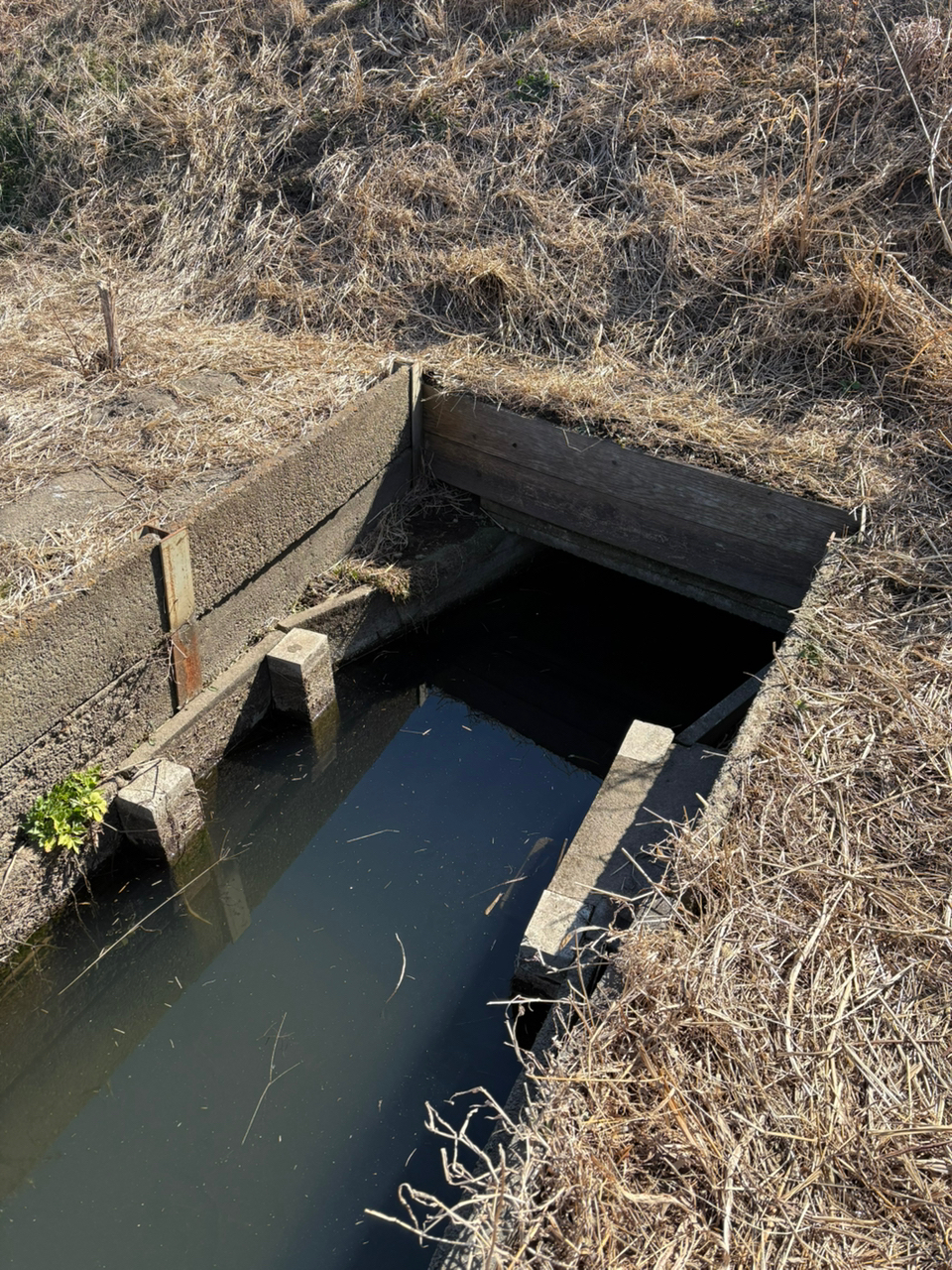 タモロコ