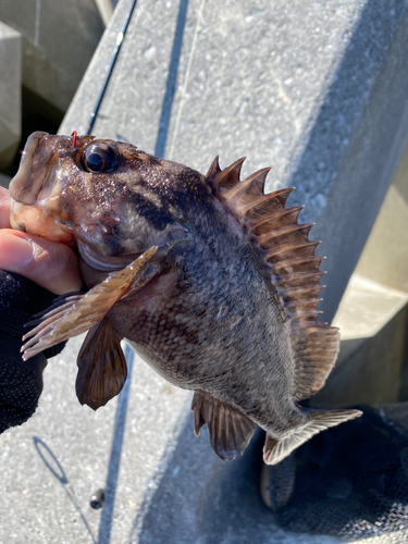 アイナメの釣果