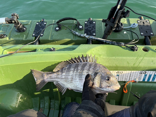 クロダイの釣果