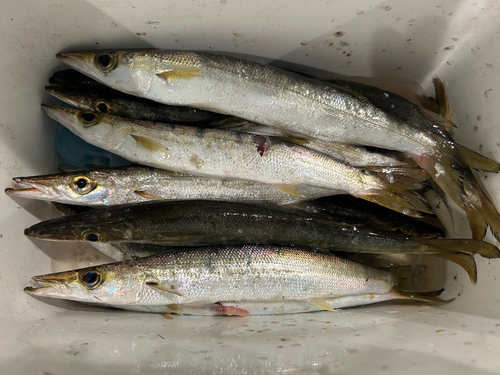 アカカマスの釣果