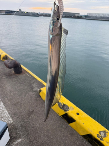 タチウオの釣果