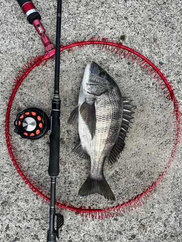 クロダイの釣果