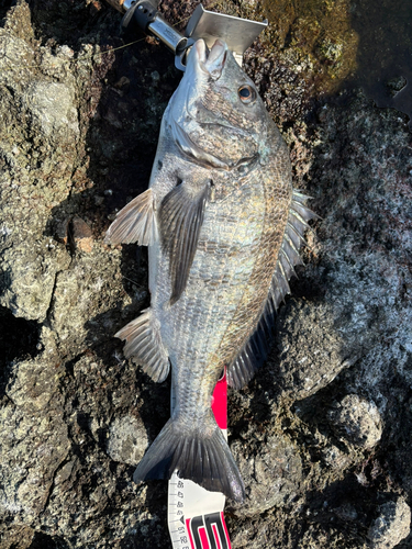 チヌの釣果