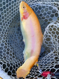 トラウトの釣果