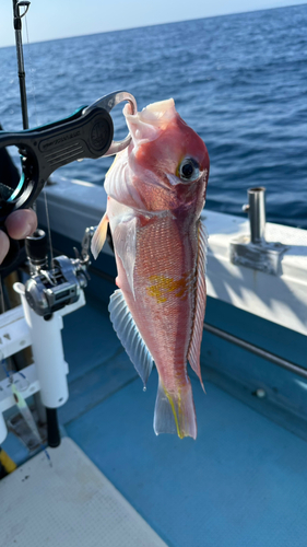 アカアマダイの釣果