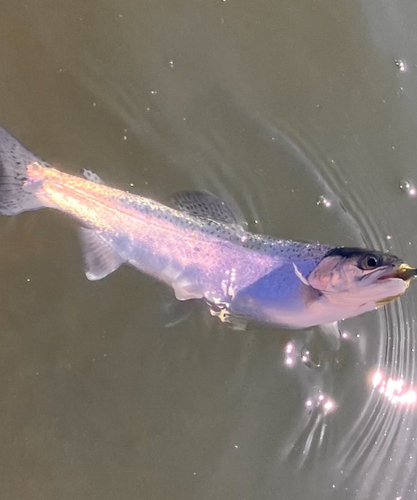 ニジマスの釣果