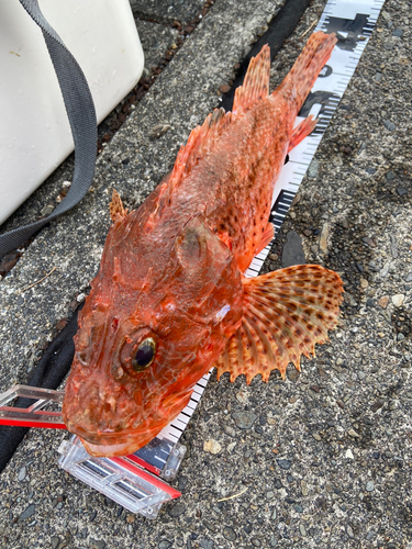 オニカサゴの釣果