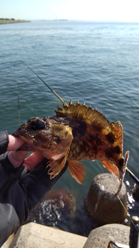 ガシラの釣果