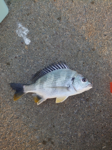 キビレの釣果