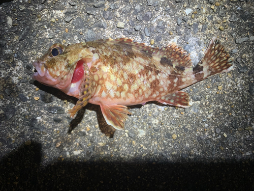 アラカブの釣果