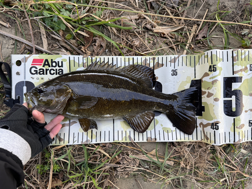 スモールマウスバスの釣果