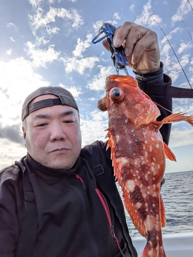 ウッカリカサゴの釣果