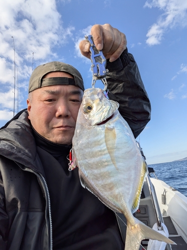 カイワリの釣果