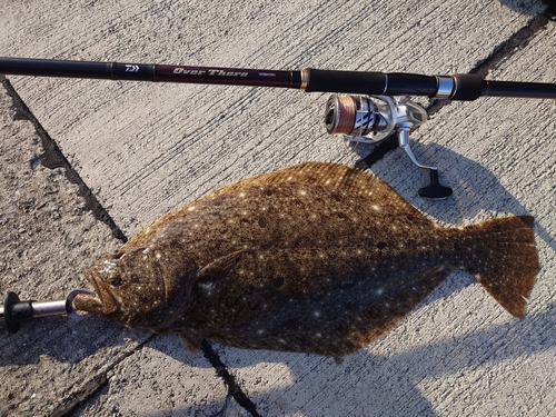 ヒラメの釣果