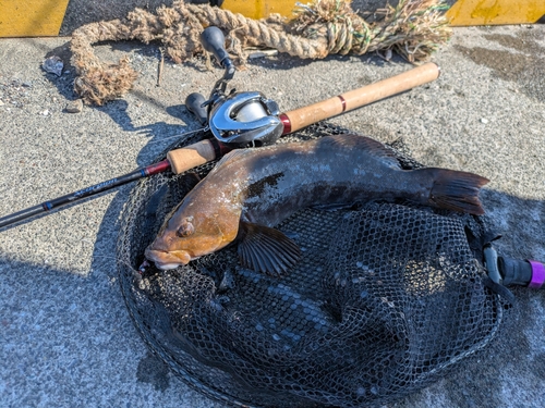 アイナメの釣果