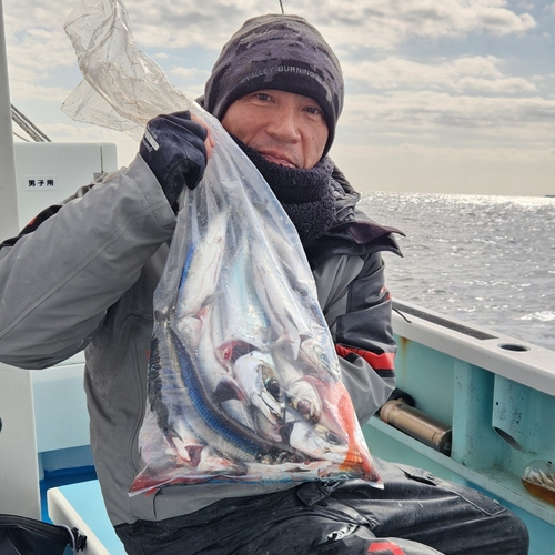 ウルメイワシの釣果