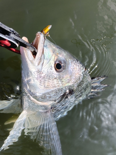 キビレの釣果