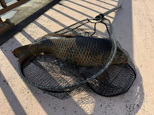 コイの釣果