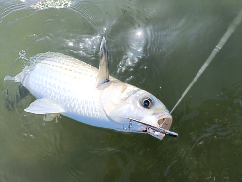 ボラの釣果