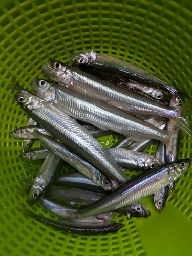 ワカサギの釣果