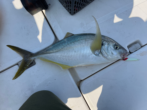 シマアジの釣果