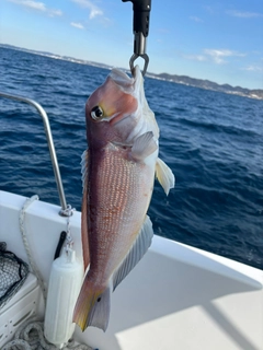 アカアマダイの釣果