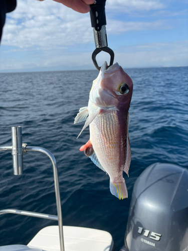 アカアマダイの釣果