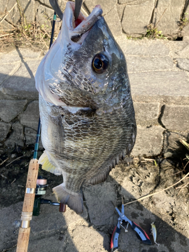 キビレの釣果