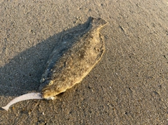 ソゲの釣果