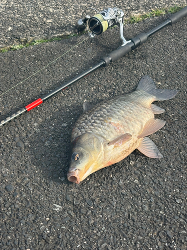 フナの釣果