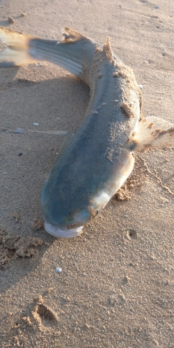 ボラの釣果