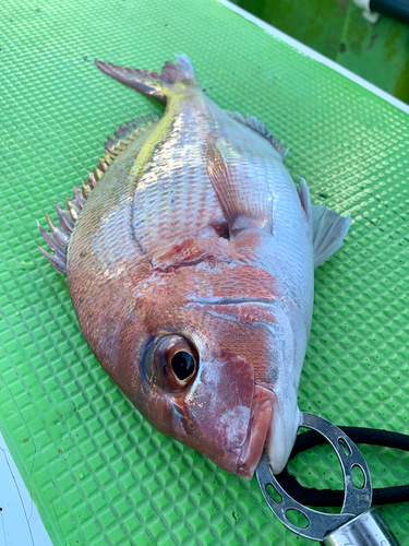 マダイの釣果