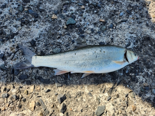 ウグイの釣果