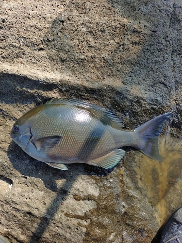 グレの釣果