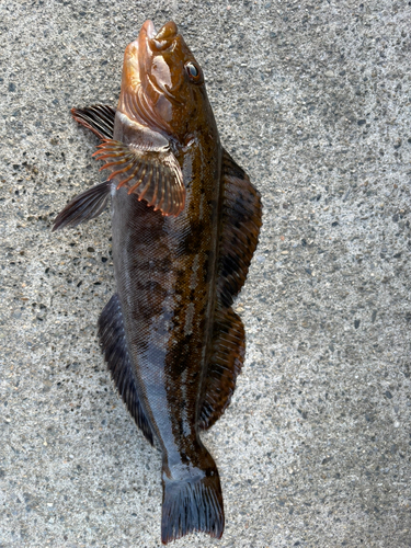 アイナメの釣果