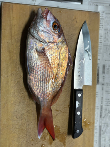 マダイの釣果